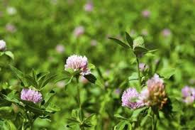 We did not find results for: Edible Wild Plant Guide Tips On Harvesting Edible Native Plants