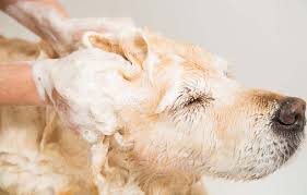 Looking for the best shampoo for your puppy? Why Using Human Shampoo On Dogs Is Dangerous What You Can Use Instead