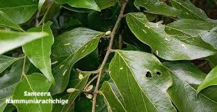 Image result for Opilia amentacea