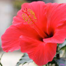 仏桑華 hibiscus rosa sinensis flowers rose plants