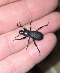 Image result for Enneapogon pretoriensis