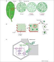 Epidermal, epidermatic, epidermic, epidermous, a. Two Dimensional Spatial Patterning In Developmental Systems Trends In Cell Biology