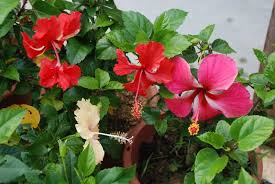 Bunga raya bukan hanya simbolik kebanggan rakyat malaysia tapi bunga raya adalah bunga yang cantik dan unik. Flora Malaysia Bunga Raya Bunga Kebangsaan Tidak Mendapat Tempat Dalam Seni Taman Malaysia Hibiscus Plants Bunga