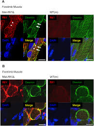 Register transfer level (rtl) is a representation of the digital circuit at the abstract level. Https Dev Biologists Org Content Develop 147 21 Dev185918 Full Pdf