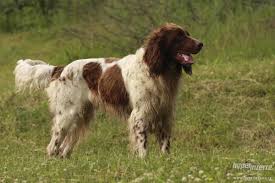 Image result for německý ohař dlouhosrstý