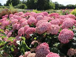 Image result for Hydrangea arborescens Pink Anabelle