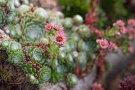 The various species make excellent pot subjects and have been cultivated in europe for over frithia is a genus of succulent plant in family aizoaceae, indigenous to several small rocky areas in the vicinity of gauteng province, south africa. How To Grow Succulents Bbc Gardeners World Magazine