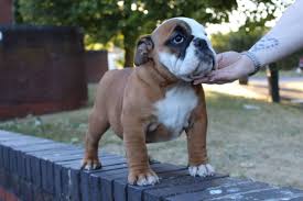 Order your food with chewy and they'll proudly donate $20 to east coast bulldog rescue. Amazing Litter Of 6 English Bulldog Puppies For Sale English Bulldog For Sale Near Me In Bradford Mypetzilla Uk
