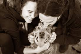 The session alone was a great experience; Perth S Most Trusted Pet Photographers Pet Photography Studio Noah