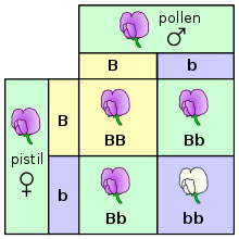 It can also be used to predict the most likely phenotype of how the trait will be expressed. Phenotype Wikipedia