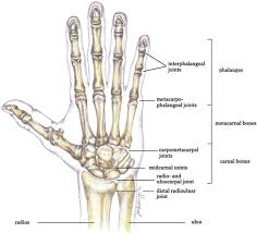 The human body has three main types of joints. Bone And Joint Infections Of The Hand Sciencedirect