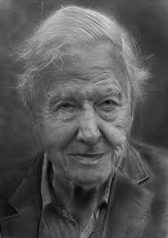 Tree ~ Art by Joanna Hoyle Photographic & drawing artwork