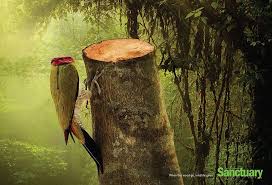 Shocking Effects Of Deforestation Exposed In Brutal Print Ads Print Ads Deforestation Creative Advertising