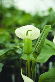 Image result for Blumea adamsii
