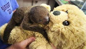 The stuffed animals in toy stores are obviously toys because they're (a) not moving, (b) usually brightly colored, and (c) mostly animals people have seen the real versions of. Dutch Zoo Feeds Sloth Baby With Teddy Bear Surrogate Der Spiegel