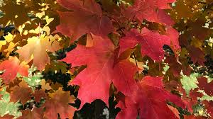 Fire blight is a contagious, systemic, bacterial disease. Red Maples For Manitoba Canada S Local Gardener Magazine