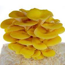Golden Yellow Oyster Mushroom Grow Kit - Garden Plants