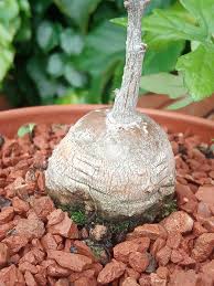 Image result for Kedrostis nana