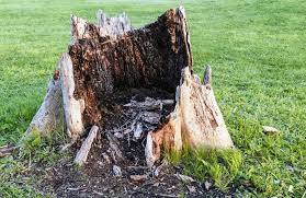 Maybe you would like to learn more about one of these? Stump Removal Mr Tree Service Of Southbury