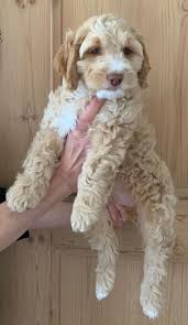 The site wil be up again soon, please come back later. Nor Misty S Odin Swiss Mountain Australian Cobberdogs Facebook