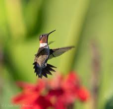 Click on the map (+) to zoom in on your area. 09 09 2020 Hungry Hummingbirds