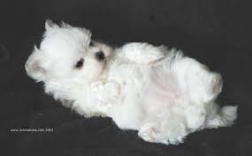 Black And White Maltese Puppy A 6 Week Old Maltese Puppy I Am Raising Who Is Just A Bundle Of Cuddles You Can See Her Cuteness Right From The Start Maltese Dogs Maltese Puppy Puppies