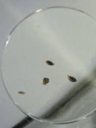 Image result for what do Mallophaga look like in dog fur