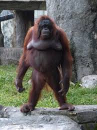 Pasalnya, pengelola kebun binatang bandung kehabisan uang untuk membeli pakan. Kebun Binatang Gembira Loka Bild Von Gembira Loka Zoo Yogyakarta Tripadvisor
