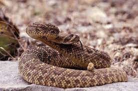 ✅ with more than 3000 species it is quite difficult to give a straight answer to this question. How Long Do Snakes Live