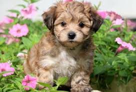 So any yorkie poo puppies for sale texas breeders and businesses list with uptown will have come from a. Yorkipoo For Sale Pets Lovers
