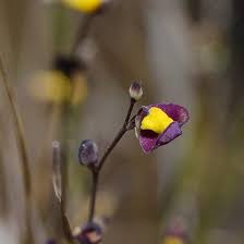 Image result for Wolffiella welwitschii