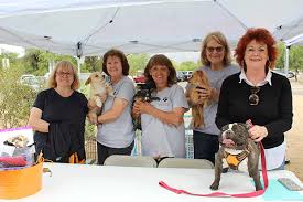 Smiling dog rescue tucson, az 85713 phone: Az Rottie And Pals Rescue Goes The Extra Mile To Help Dogs Find The Perfect Homes The Tucson Dog