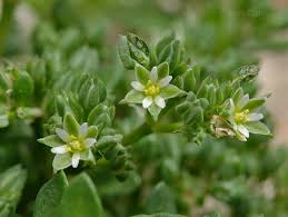 Image result for Polycarpon tetraphyllum