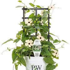 Image result for Thunbergia pynaertii