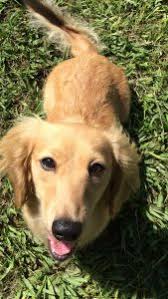 Color:if you are looking for miniature dachshund puppy for sale, it's smart to know about coats and coat care. 7 Best Dachshund Breeders In Texas 2021 We Love Doodles