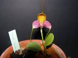 Image result for Angraecum sacciferum