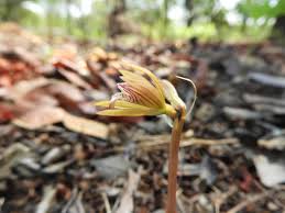 Image result for Nervilia kotschyi