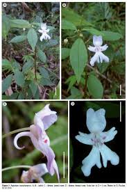 Image result for Impatiens bequaertii