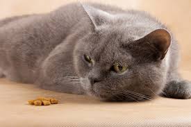 Healthy and active indoor cats will live longer than outdoor cats, as they are. Liver Cancer In Cats Causes Symptoms Treatment All About Cats