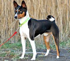 Your tricolor basenji dog black stock images are ready. Basenji Dog Characteristics Origin Temperament Lifespan