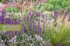 Stoechas, does well in some of his favorites include: Salvia Nemerosa Sti Stock Photo By Dave Zubraski Image 0649559