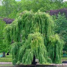 Saule Pleureur Saule Pleureur Arbre Photos Paysage