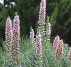 Image result for Baissea viridiflora