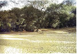 Image result for Aristida rhiniochloa