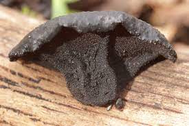 It is, however, altogether a different species. Exidia Glandulosa Wikipedia