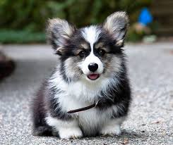 Adorable Corgi Puppy Corgi Dog Cute Corgi Corgi