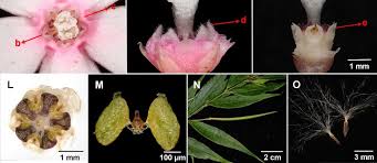 Image result for Neoschumannia cardinea