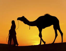 279309 3d models found related to camel up game. A Fixer Explains What Happens When Ig Models Go To Dubai And How Camels Are Involved Blacksportsonline