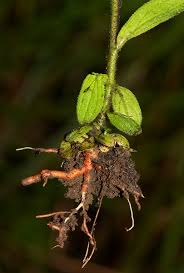 Image result for Buchnera cryptocephala