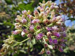 Image result for Pluchea dioscoridis